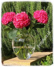 Načítať obrázok do zobrazovača galérie, Váza Rona Premium 24,5 cm /RP.62023 P.245/
